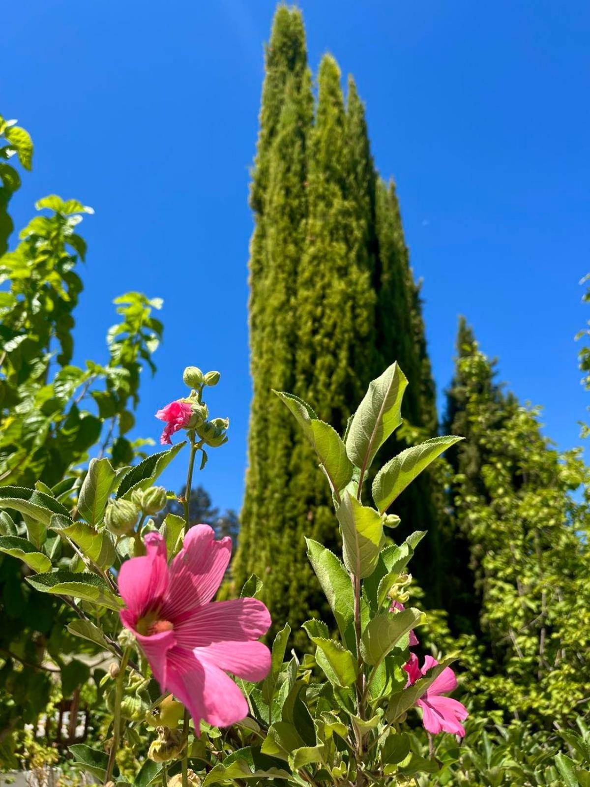 Demelida Villa In Tsada, Paphos Tsadha Zewnętrze zdjęcie